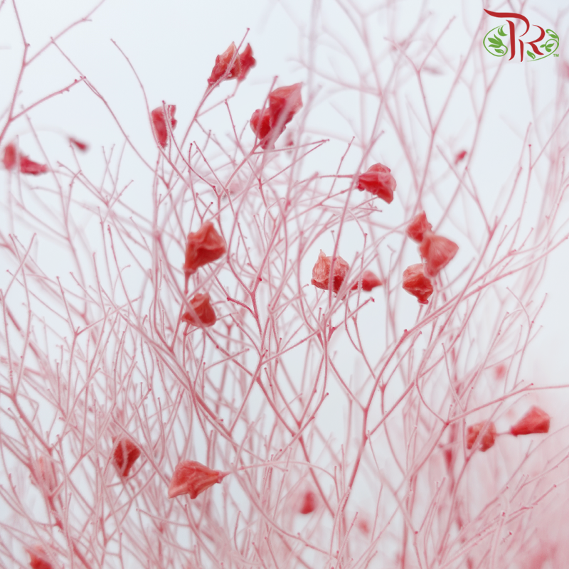 Dry Dream Grass - Red (Per Bunch)-Red-China-prflorist.com.my