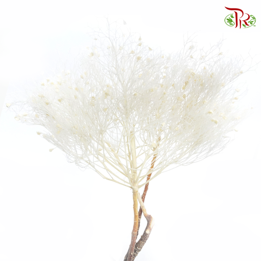 Dry Dream Grass - White (Per Bunch)-White-China-prflorist.com.my