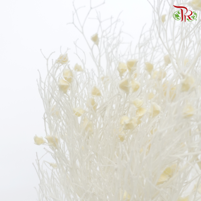 Dry Dream Grass - White (Per Bunch)-White-China-prflorist.com.my