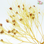 Dry Dream Grass - Yellow (Per Bunch)-Yellow-China-prflorist.com.my