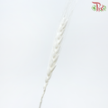 Dry Dyed Wheatgrass / Tarwe - White (Bunch)-White-Netherland-prflorist.com.my