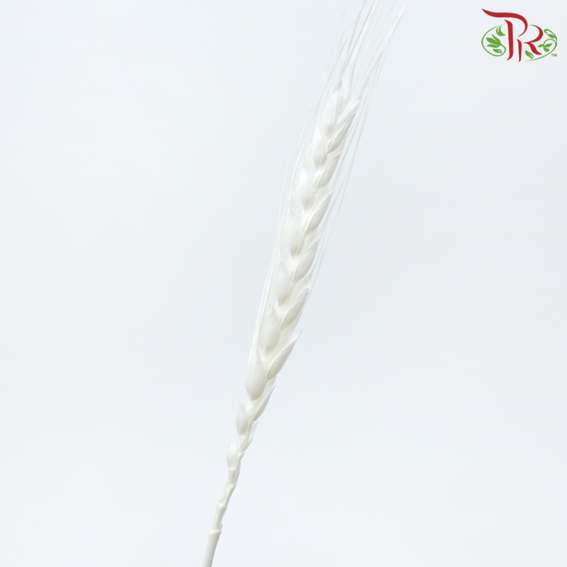 Dry Dyed Wheatgrass / Tarwe - White (Bunch)-White-Netherland-prflorist.com.my