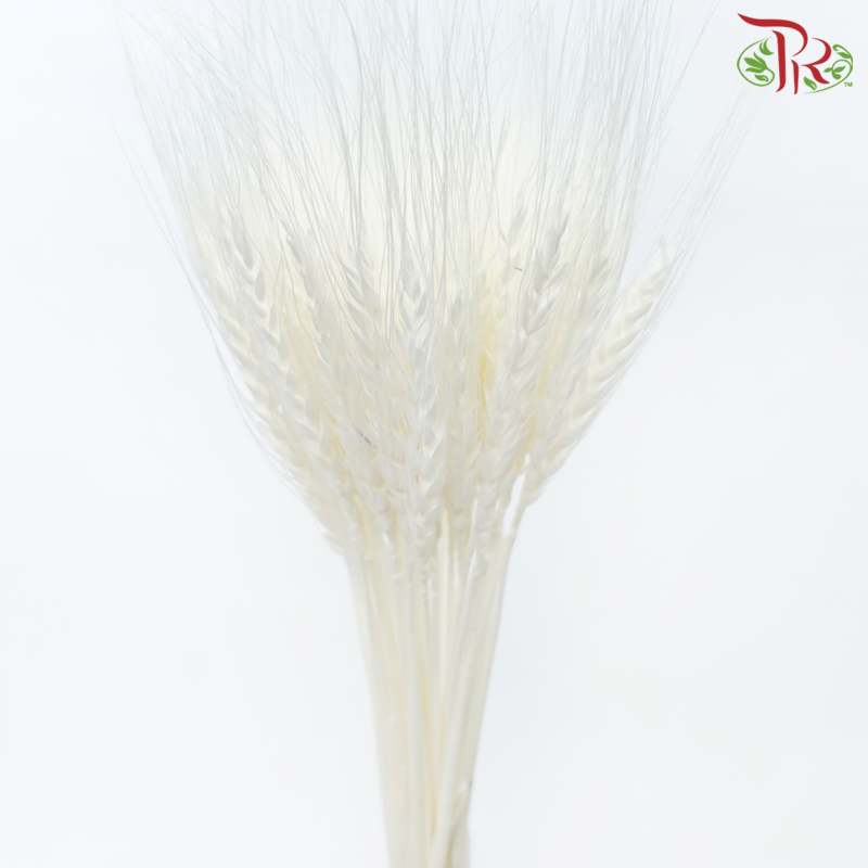 Dry Dyed Wheatgrass / Tarwe - White (Bunch)-White-Netherland-prflorist.com.my
