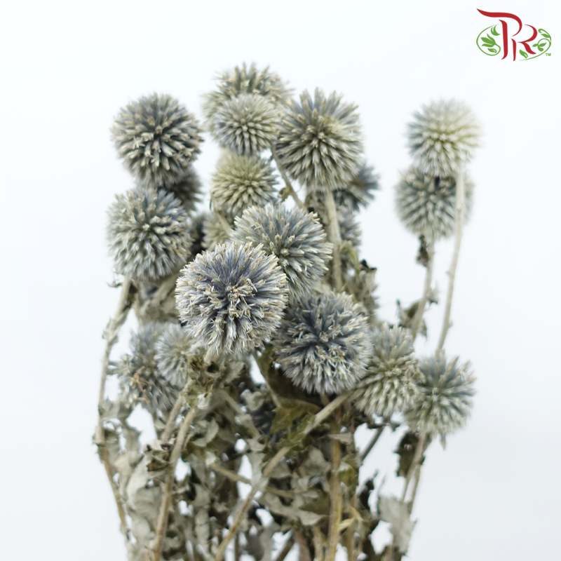 Dry Echinop (Per Bunch)-China-prflorist.com.my