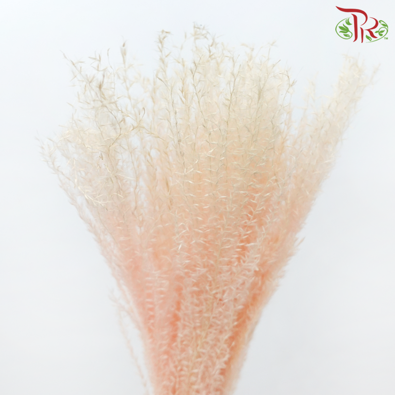 Dry Eulalia - Apricot Pink-Import-prflorist.com.my