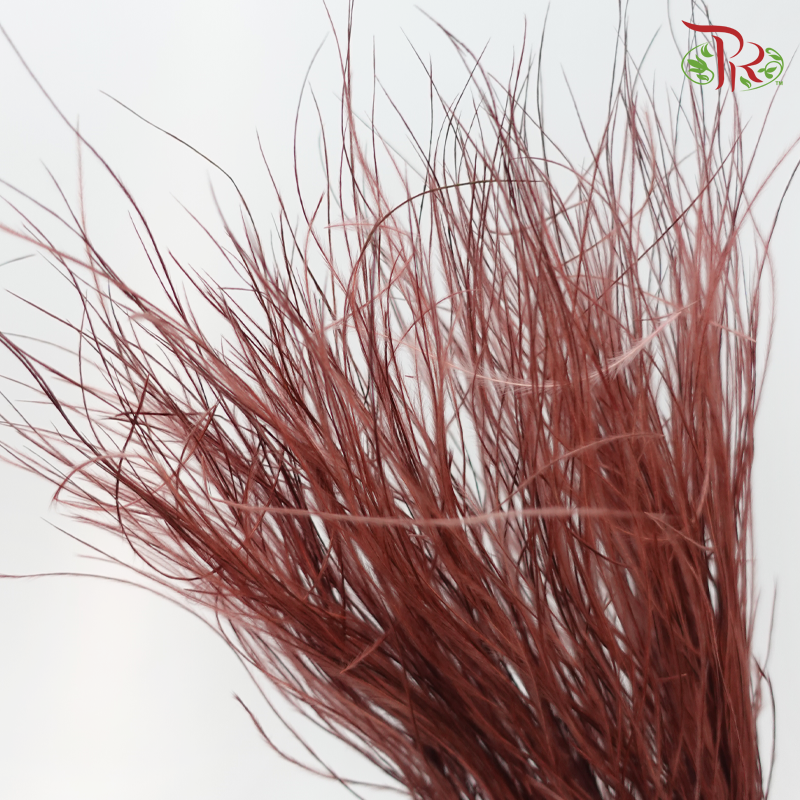 Dry Feather Grass - Dark Red (Per Bunch)-Red-China-prflorist.com.my