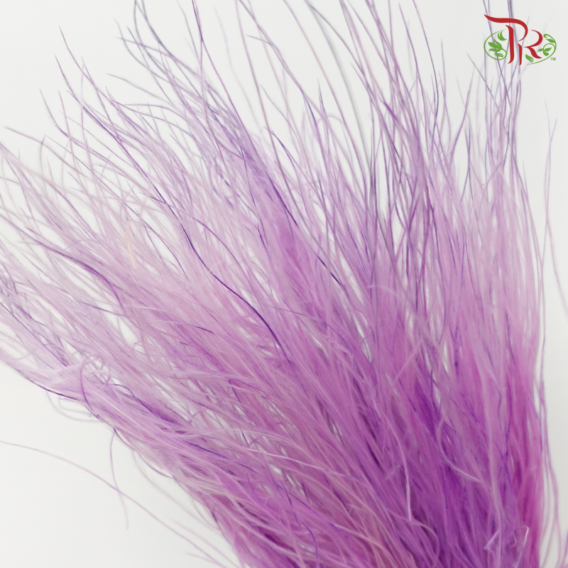 Dry Feather Grass - Purple (Per Bunch)-Purple-China-prflorist.com.my