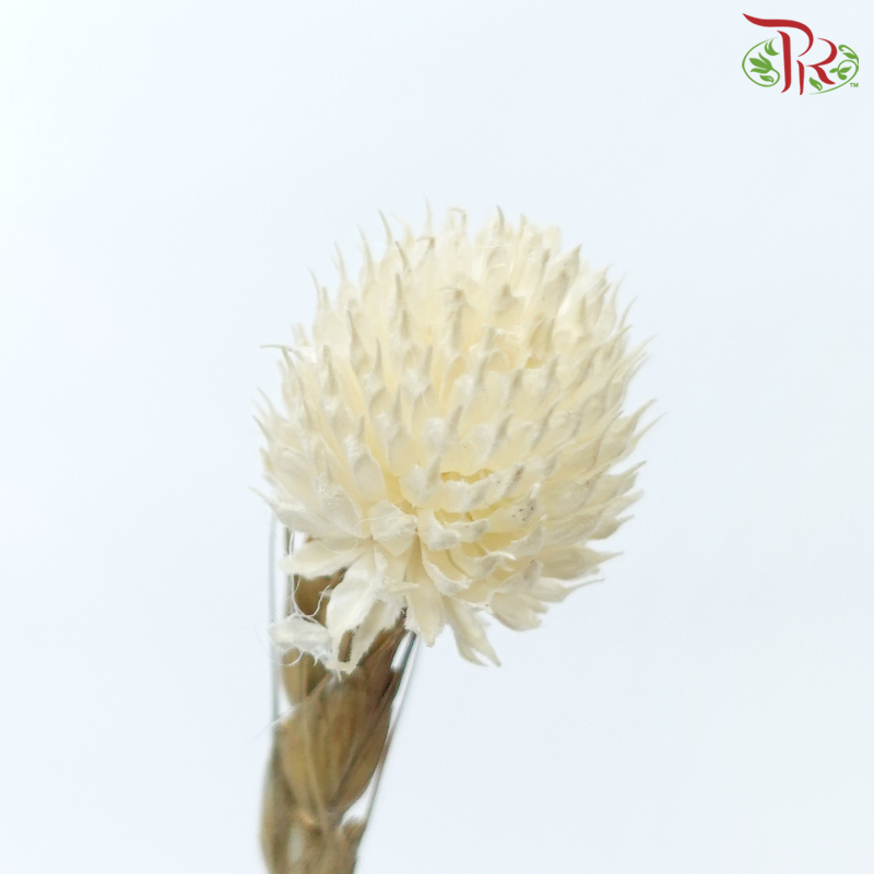 Dry Gomphrena - White (Per Bunch)-White-China-prflorist.com.my