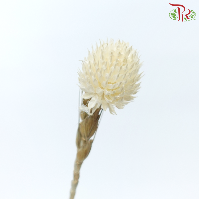 Dry Gomphrena - White (Per Bunch)-White-China-prflorist.com.my