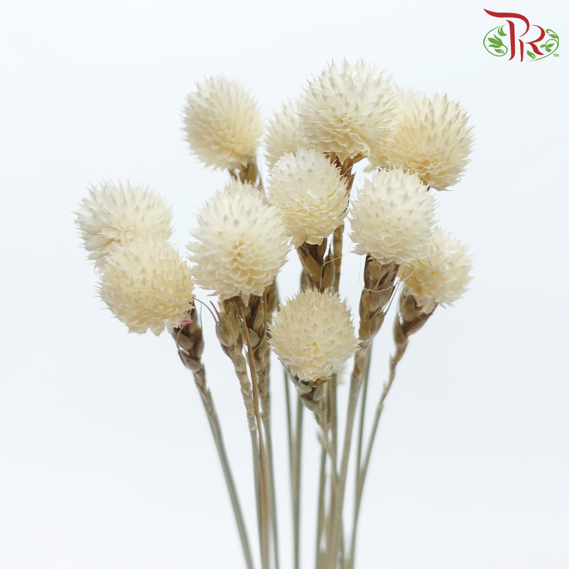 Dry Gomphrena - White (Per Bunch)-White-China-prflorist.com.my