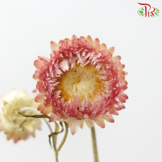 Dry Helichrysum Natural & Bleached - Pink / White-Import-prflorist.com.my