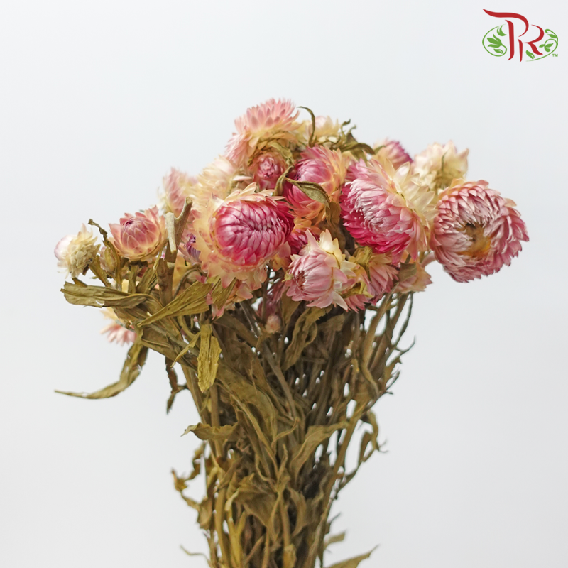 Dry Helichrysum Natural & Bleached - Pink / White-Import-prflorist.com.my