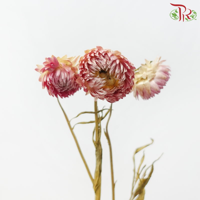 Dry Helichrysum Natural & Bleached - Pink / White-Import-prflorist.com.my