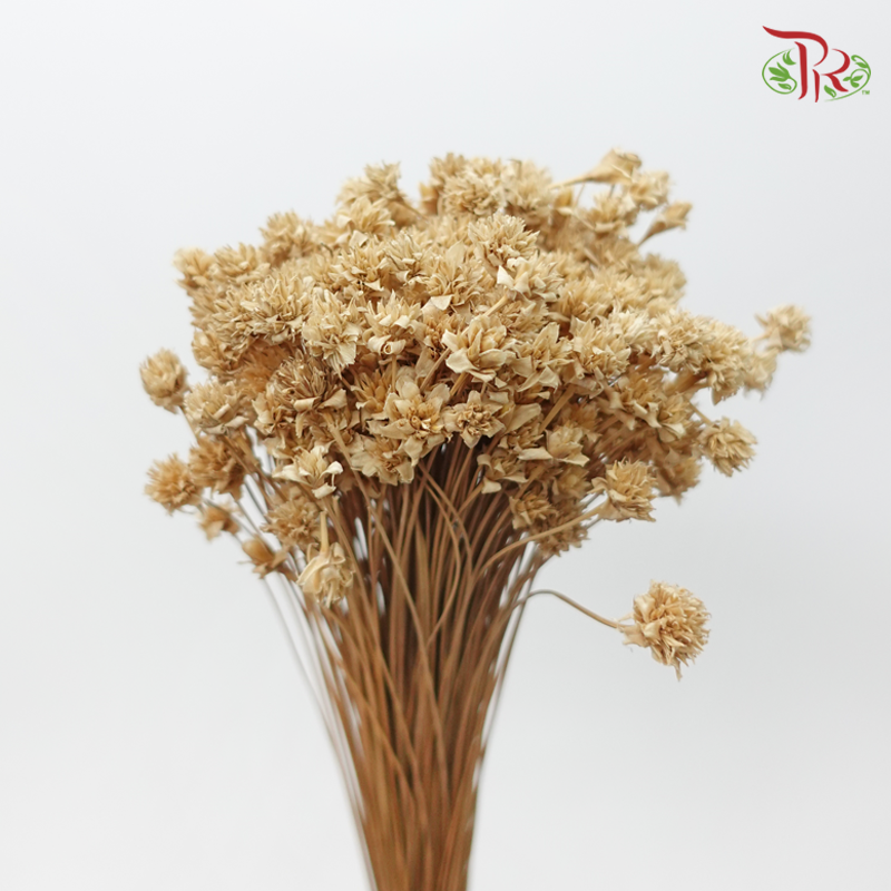 Dry Hill Flower (Per Bunch)-Import-prflorist.com.my