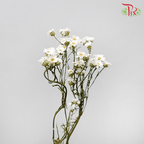 Dry Ixodia 40cm - (10 Stems)-White-Import-prflorist.com.my