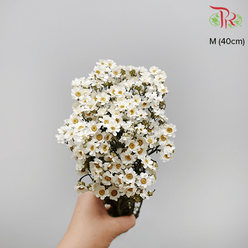 Dry Ixodia 40cm - (10 Stems)-White-Import-prflorist.com.my