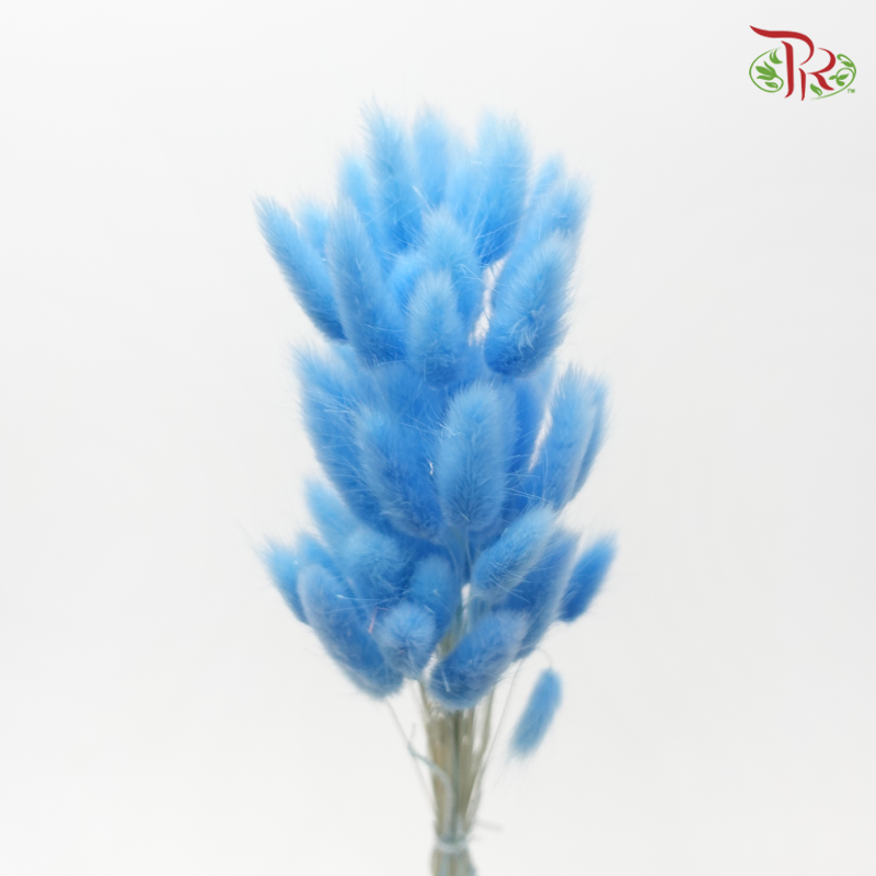 Dry Lagurus Bunny Tail - Azure Blue (Per Bunch)-Blue-China-prflorist.com.my