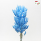 Dry Lagurus Bunny Tail - Azure Blue (Per Bunch)-Blue-China-prflorist.com.my