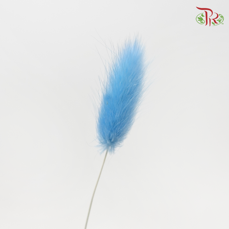 Dry Lagurus Bunny Tail - Azure Blue (Per Bunch)-Blue-China-prflorist.com.my
