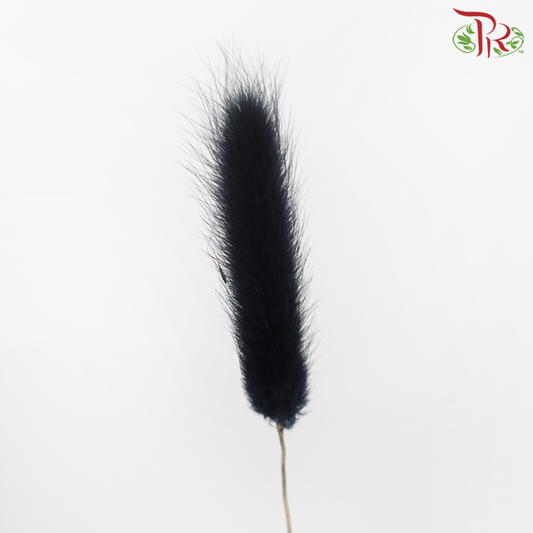 Dry Lagurus Bunny Tail - Black (Per Bunch)-Black-Import-prflorist.com.my