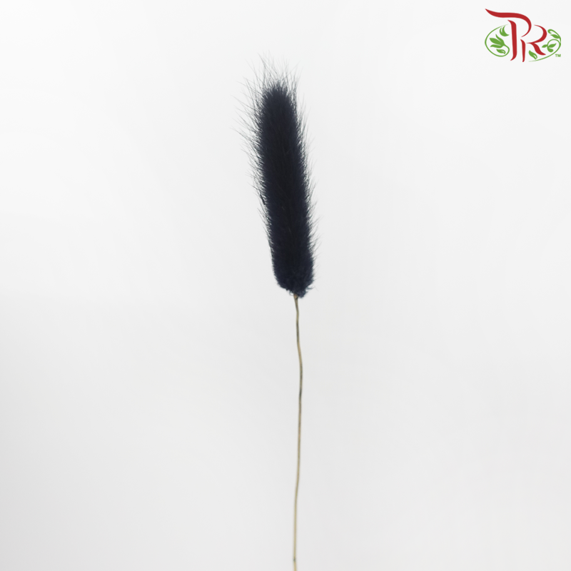 Dry Lagurus Bunny Tail - Black (Per Bunch)-Black-Import-prflorist.com.my