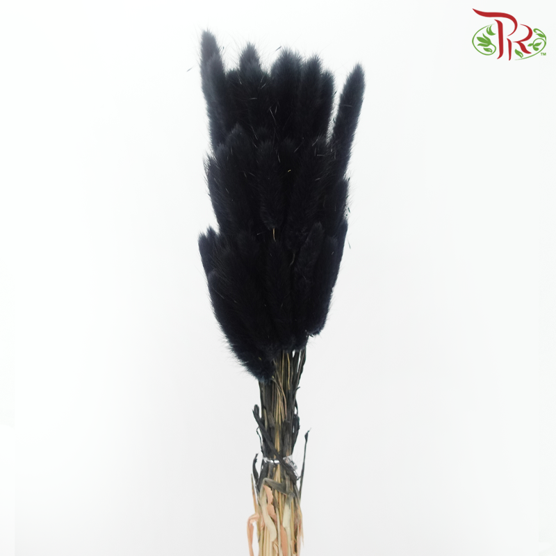 Dry Lagurus Bunny Tail - Black (Per Bunch)-Black-Import-prflorist.com.my