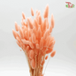 Dry Lagurus - Bunny Tail (Colour Option)-Dusty Pink-Import-prflorist.com.my