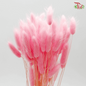 Dry Lagurus - Bunny Tail (Colour Option)-Pink-Import-prflorist.com.my