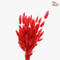 Dry Lagurus - Bunny Tail (Colour Option)-Red-Import-prflorist.com.my