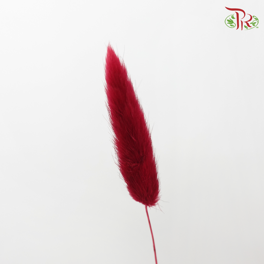 Dry Lagurus Bunny Tail - Dark Red (Per Bunch)-Red-China-prflorist.com.my