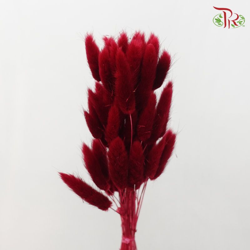 Dry Lagurus Bunny Tail - Dark Red (Per Bunch)-Red-China-prflorist.com.my