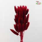 Dry Lagurus Bunny Tail - Dark Red (Per Bunch)-Red-China-prflorist.com.my