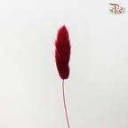 Dry Lagurus Bunny Tail - Dark Red (Per Bunch)-Red-China-prflorist.com.my