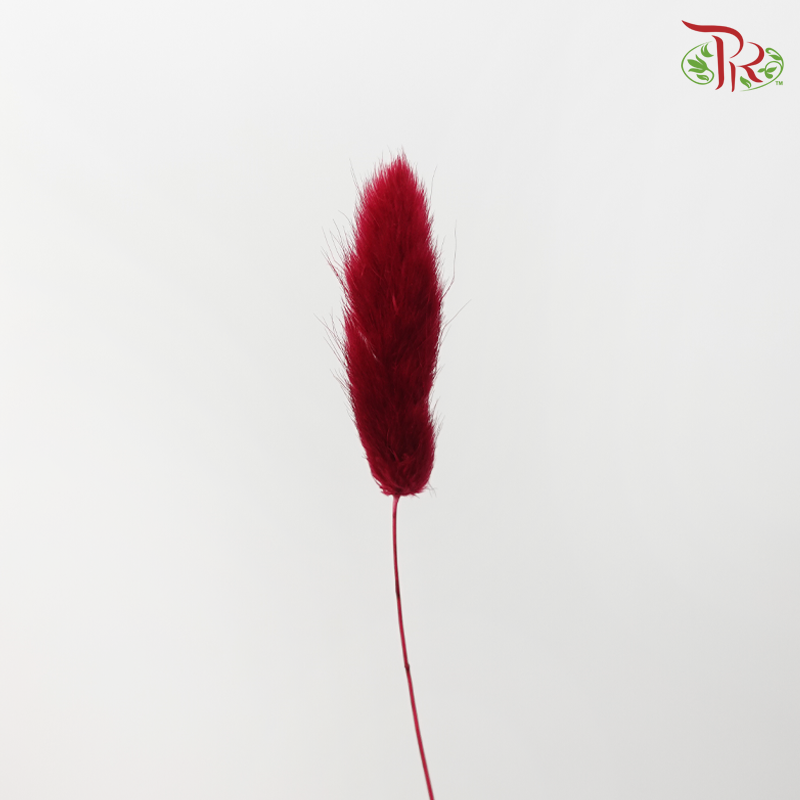 Dry Lagurus Bunny Tail - Dark Red (Per Bunch)-Red-China-prflorist.com.my