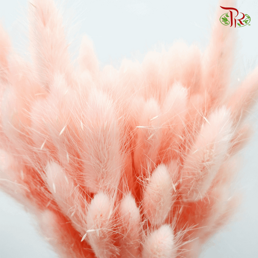 Dry Lagurus Bunny Tail - Light Pink-2 #3-Light Pink-China-prflorist.com.my