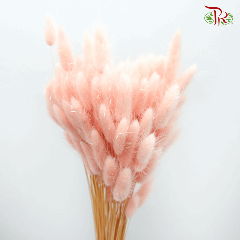 Dry Lagurus Bunny Tail - Light Pink-2 #3-Light Pink-China-prflorist.com.my