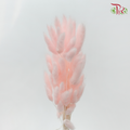 Dry Lagurus Bunny Tail - Light Pink (Per Bunch)-Pink-China-prflorist.com.my