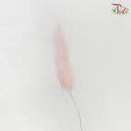 Dry Lagurus Bunny Tail - Light Pink (Per Bunch)-Pink-China-prflorist.com.my