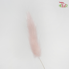 Dry Lagurus Bunny Tail - Light Pink (Per Bunch)-Pink-China-prflorist.com.my