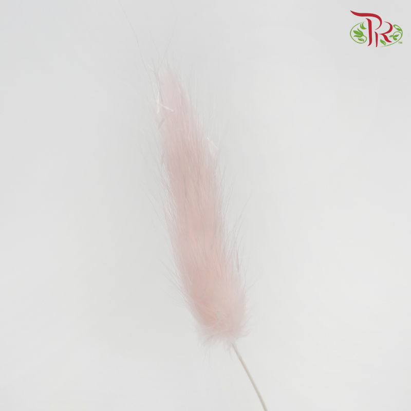 Dry Lagurus Bunny Tail - Light Pink (Per Bunch)-Pink-China-prflorist.com.my