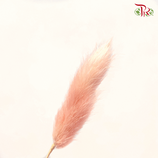 Dry Lagurus Bunny Tail - Peach (Per Bunch)-Peach-Import-prflorist.com.my