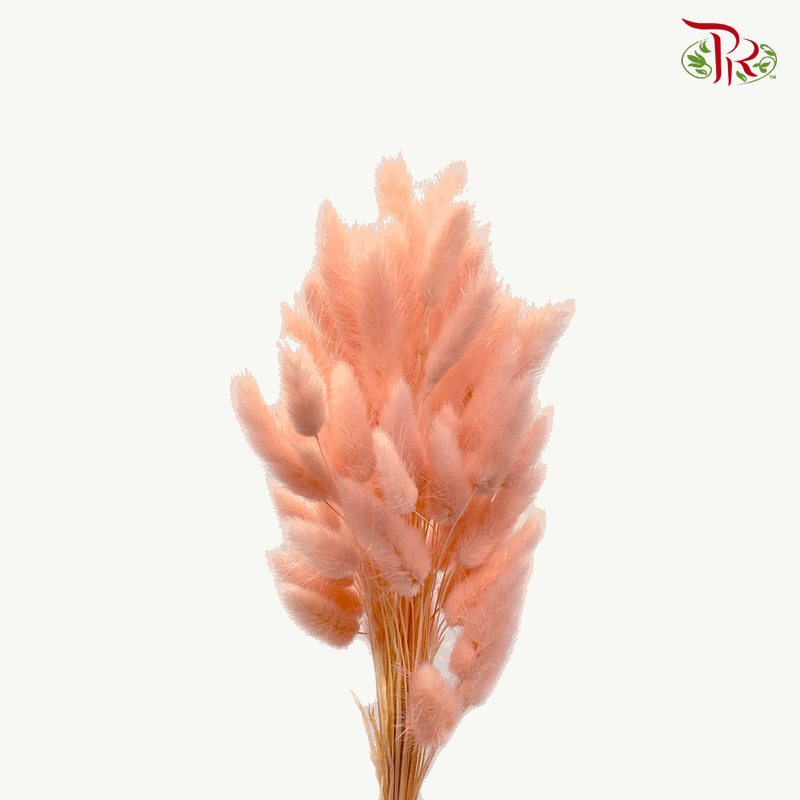 Dry Lagurus Bunny Tail - Peach (Per Bunch)-Peach-Import-prflorist.com.my