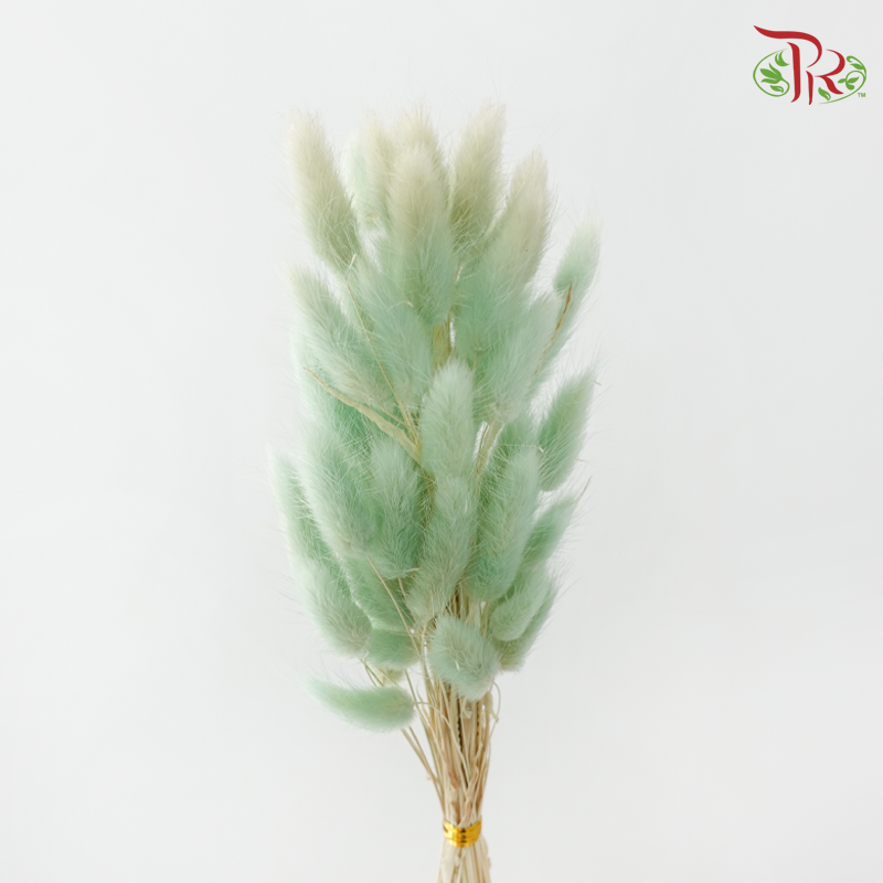 Dry Lagurus Bunny Tail - Pistachio Green (Per Bunch)-Green-China-prflorist.com.my