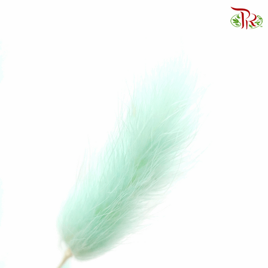 Dry Lagurus Bunny Tail - Turqoise (Per Bunch) #4-Green-China-prflorist.com.my