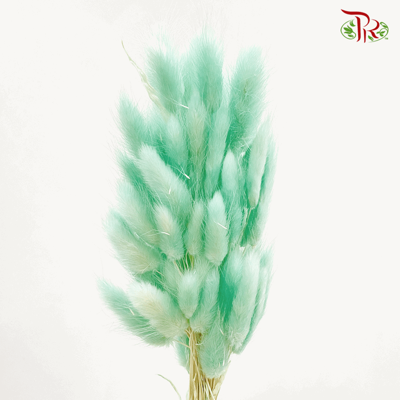 Dry Lagurus Bunny Tail - Turqoise (Per Bunch) #4-Green-China-prflorist.com.my