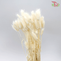 Dry Lagurus - Bunny Tails White-White-China-prflorist.com.my
