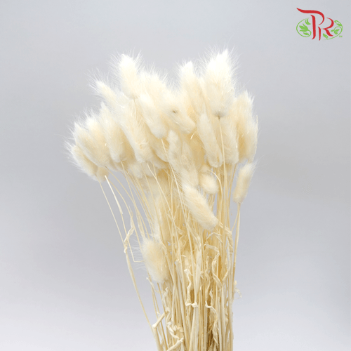 Dry Lagurus - Bunny Tails White-White-China-prflorist.com.my