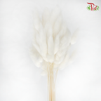 Dry Lagurus Bunny Tails - White-White-China-prflorist.com.my