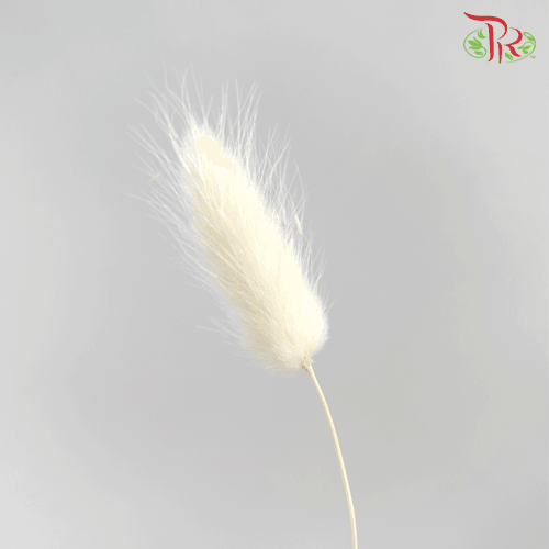 Dry Lagurus - Bunny Tails White-White-China-prflorist.com.my