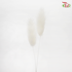 Dry Lagurus Bunny Tails - White-White-China-prflorist.com.my